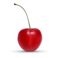 realistic cherry isolated on white background. vector