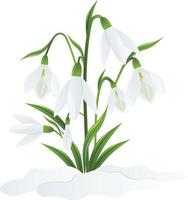 primavera blanco flores de campanillas en verde tallos son perforado fuera de el nieve. campanillas o galanthus nivalis en nieve en un blanco antecedentes. primavera vector ilustración. vector antecedentes con flor