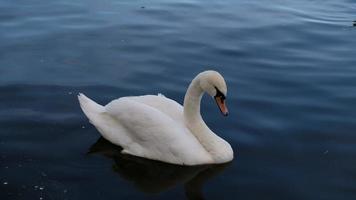 bianca cigni con arancia becco e anatre nuotare nel il lago su blu acqua sfondo. magico paesaggio con selvaggio uccello e riflessione nel acqua. video