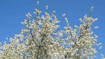 Branch of blooming white flowers of cherry plum tree in early spring. Selective focus. Branches with white flowers sway in the wind. video