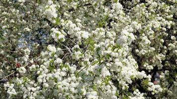 ramo di fioritura bianca fiori di ciliegia prugna albero nel presto primavera. selettivo messa a fuoco. rami con bianca fiori ondeggiare nel il vento. video