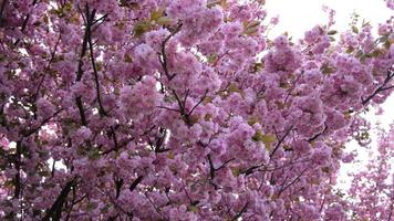 Branch of blooming pink flowers of cherry or sakura in early spring. Selective focus. Branches with pink flowers sway in the wind. video