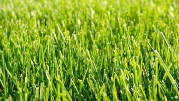 Close-up green grass, natural greenery texture of lawn garden. Blades of grass sway in the wind. Concept natural green background, lawn for training football pitch, Golf Courses, green lawn pattern. video