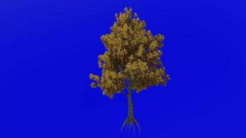 Tree fruit animation loop - hognut - bullnut - mockernut hickory - carya tomentosa - green screen chroma key - 1a - autumn fall video