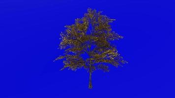 Tree animation loop - japanese maple, fullmoon maple, downy japanese maple - acer japonicum - green screen chroma key - v7 - 2a - autumn fall video