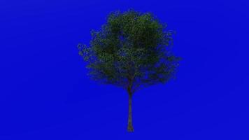 Tree animation loop - pin oak, swamp spanish oak - quercus palustris - green screen chroma key - medium - 1a - summer spring video