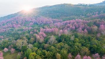 Pink sakura tree or Wild Himalayan Cherry on mountain photo