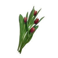 rojo tulipán jardín flores ramo de flores aislado, separar con recorte camino objeto en el blanco fondo, floral elemento de diseño, decoración foto