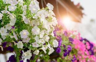 Hanging white Petunia flower Pot Containing photo