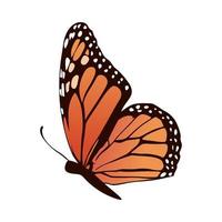 collection of realistic butterfly vector illustration design