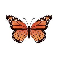 Printcollection of realistic butterfly vector illustration design