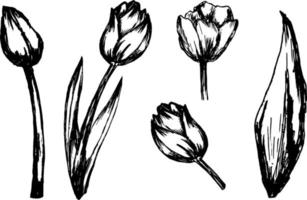 Tulip flower collection hand drawn illustration design vector