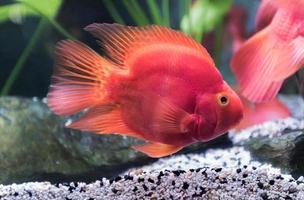 red blood parrot fish in fresh water. photo