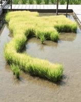 rice sprouts planting on Thailand map photo