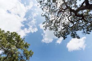 blanco nublado y azul cielo con pino árbol foto