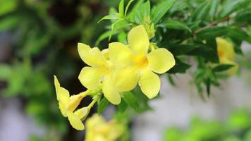 amarelo flores lento movimento estoque cenas video