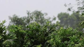 Beautiful rain drops falling on to tree slow motion video