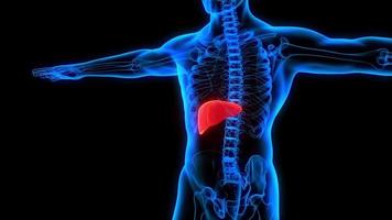 slecht lever ziekte symptomen lever mislukking 3d anatomie röntgenstraal echografie video