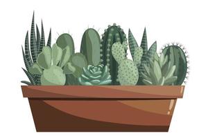 Different cacti in ceramic pot. Succulents, prickly pear, opuntia, haworthia, echeveria, zebra cactus, sansevieria vector