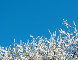 Cherry blossom over clear blue sky, Beautiful White Sakura flowers with Spring Sky photo