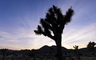 Tall Joshua tree at Joshua tree national park in California under twilight. photo