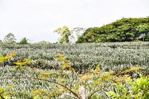 Scenic rural landscape photo