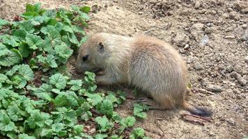 Black-tailed prairie dog Cynomys ludovicianus photo