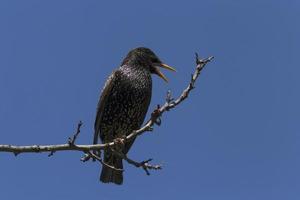 starling singing on branch of tree photo