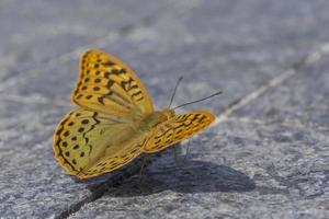 close up of butterfly sitting on sidewalk tile photo