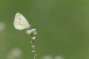 cerca arriba de blanco repollo mariposa sentado en blanco flor foto