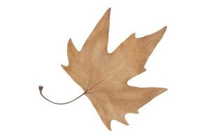 dry brown maple leaf isolated on white photo