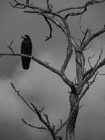 black and white photo of raven sitting on dry tree against clouds