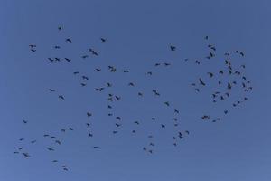 flock of great cormorants flying in a blue sky photo