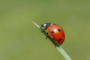 ladybug siiting on blade against green background photo