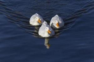 three white ducks swimming in a river photo