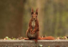 close up of squirrel sitting at road in park photo