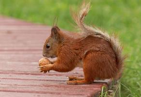 squirrel with walnut on bench in park photo