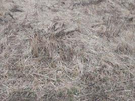 Texture of last year's grass after snow photo