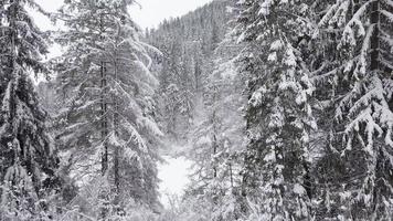 Karpaten Berge bedeckt mit Schnee und stark Wind. klar eisig Wetter video