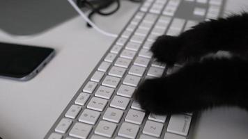 Black cat is typing text on a computer keyboard video