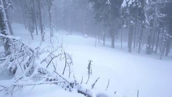 volo al di sopra di tempesta di neve nel un' nevoso montagna conifero foresta video