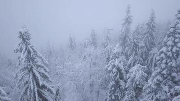 Flight over snowstorm in a snowy mountain coniferous forest video