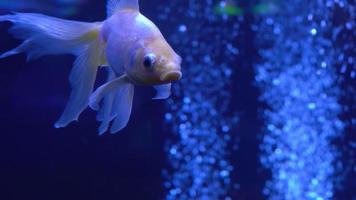 Goldfisch im das Aquarium video
