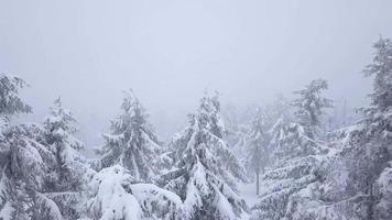 voar sobre tempestade de neve dentro uma Nevado montanha conífero floresta video