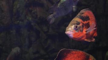 brillante pescado nadar en el acuario video