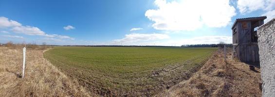 Panorama of a green field sown in spring photo