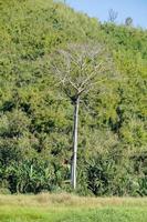 Trees in the forest photo