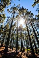 Trees in the forest photo