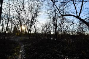 Trees in the forest photo