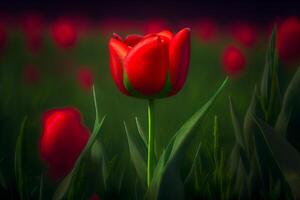 Red Tulip Flowers Growing in the Field - . photo